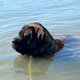 This is an 80% submerged Mastiff